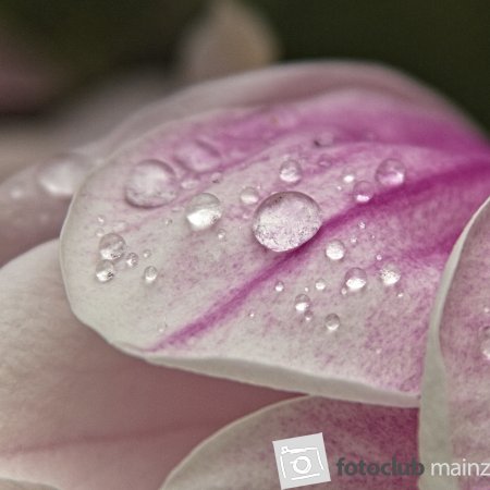 Magnolienblütenblatt mit Regentropfen 2